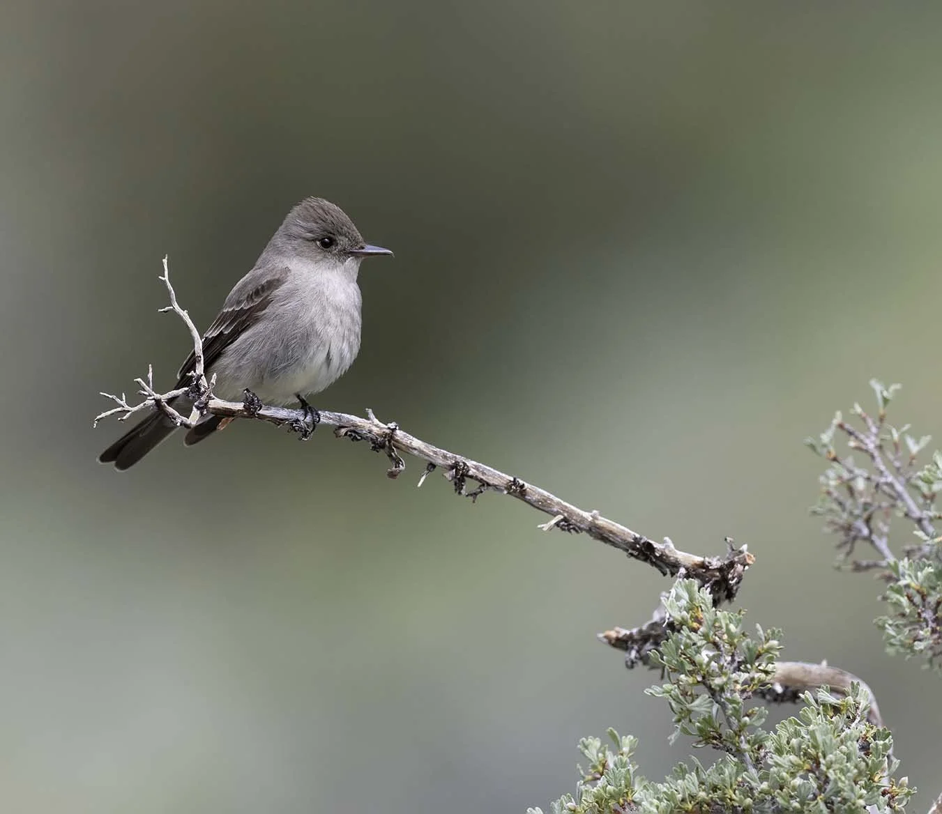Western_Wood-Pewee_Z092435.JPG