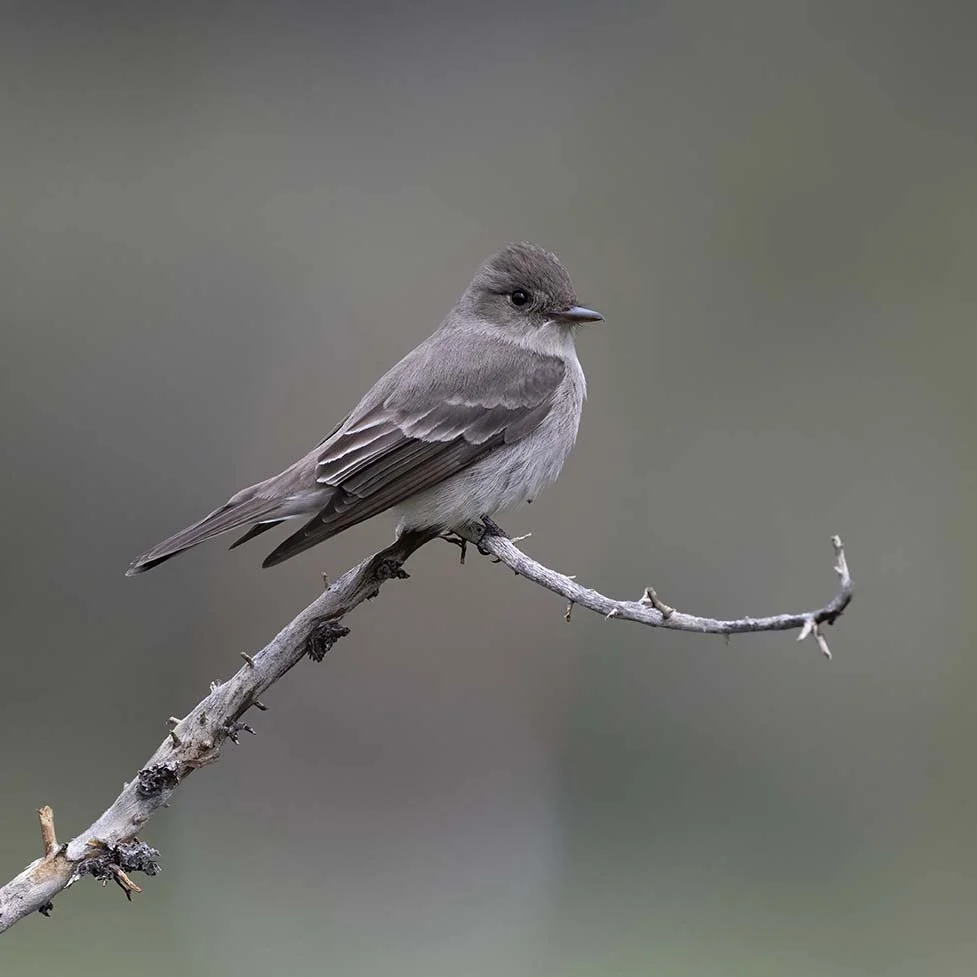 Western_Wood-Pewee_Z092454.JPG