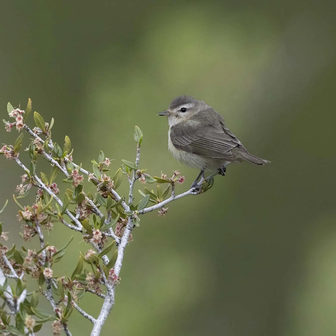 Warbling_Vireo_Z092603.JPG