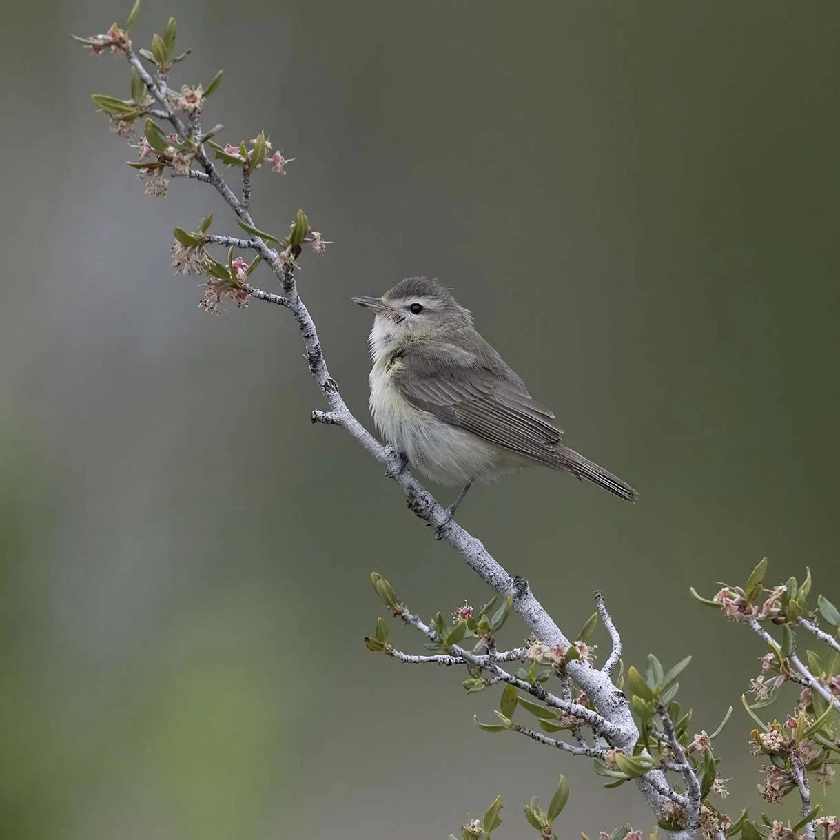Warbling_Vireo_Z092674.JPG