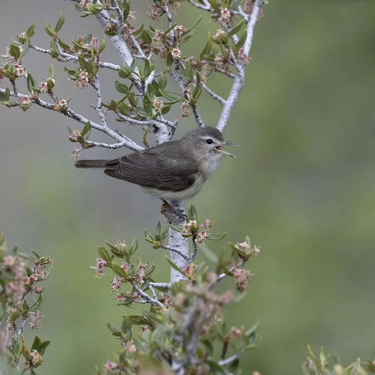 Warbling_Vireo_Z092643.JPG