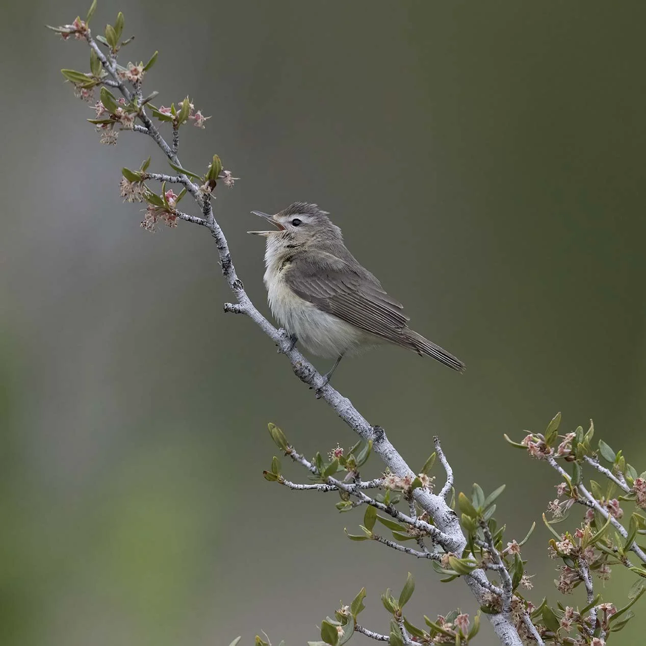 Warbling_Vireo_Z092684.JPG