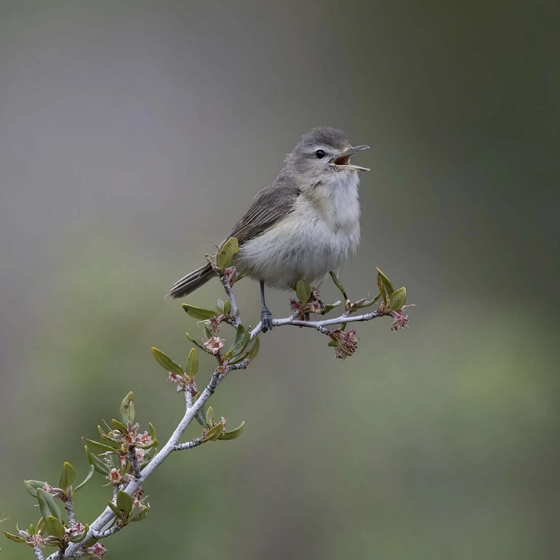Warbling_Vireo_Z092754.JPG