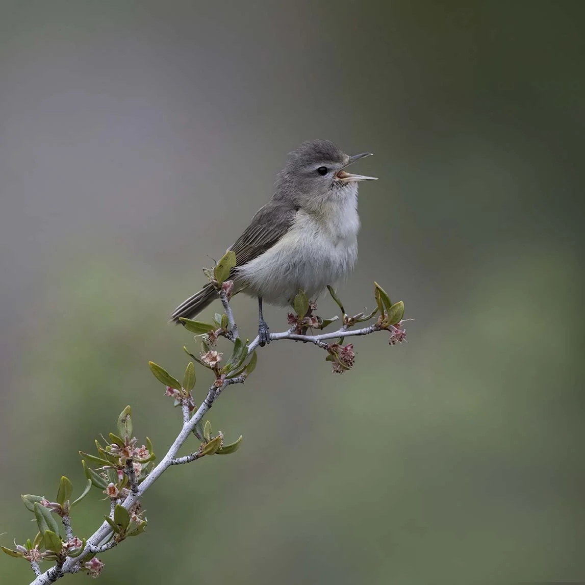 Warbling_Vireo_Z092759.JPG