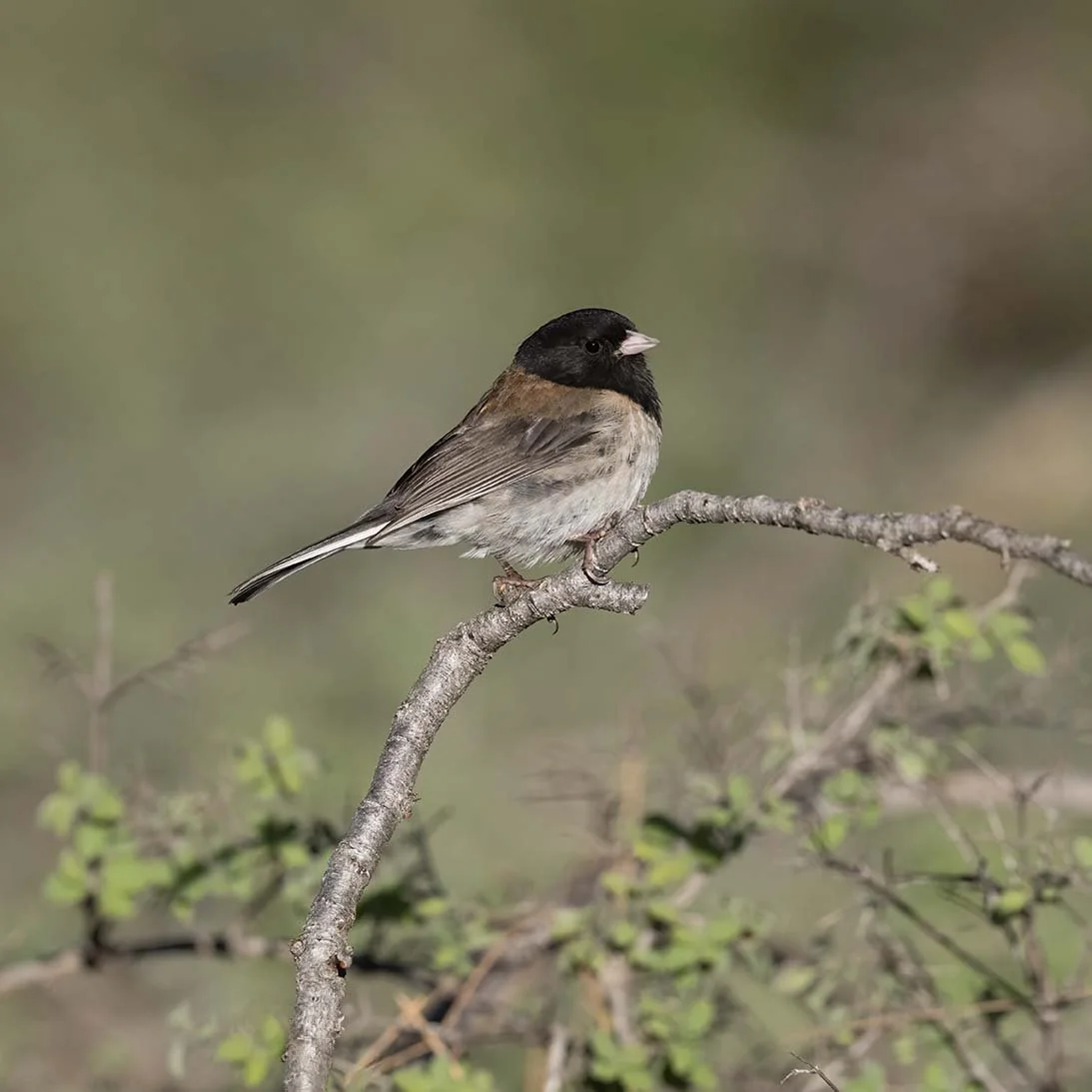 Dark-eyed_Junco_Z093428.JPG