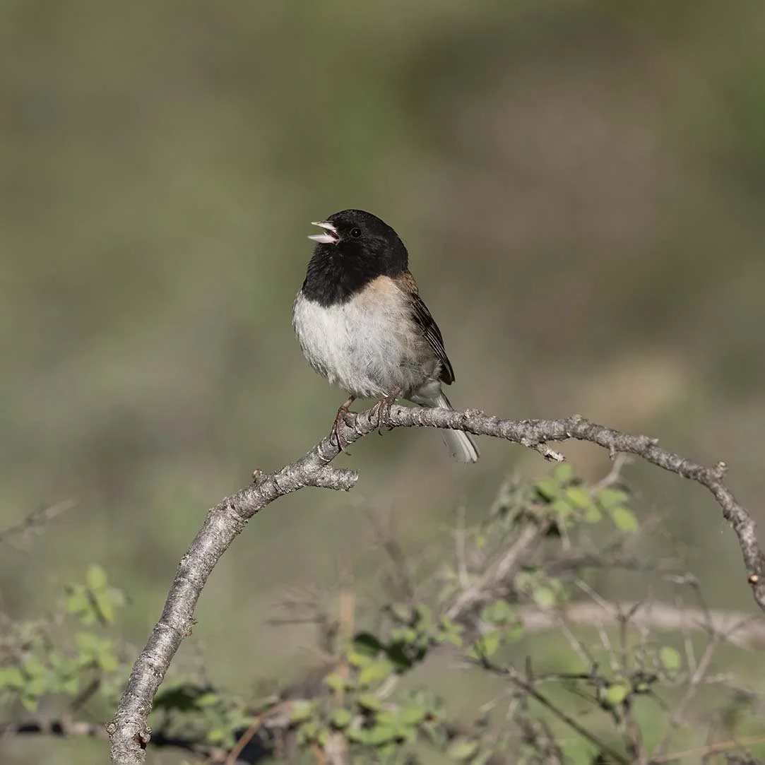 Dark-eyed_Junco_Z093465.JPG