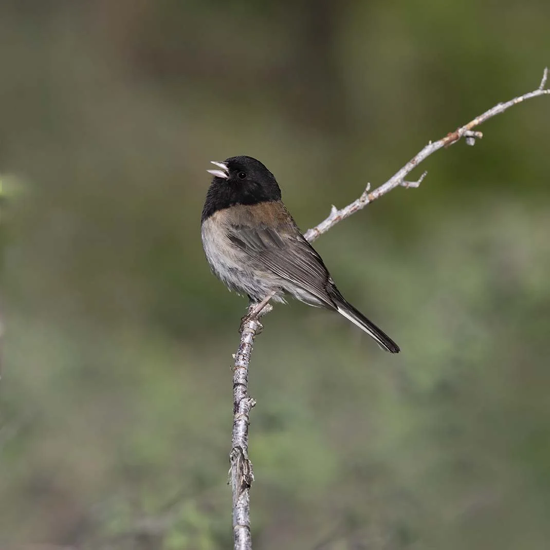 Dark-eyed_Junco_Z093519.JPG