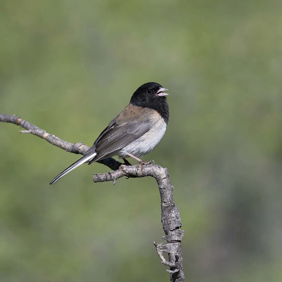 Dark-eyed_Junco_Z093668.JPG