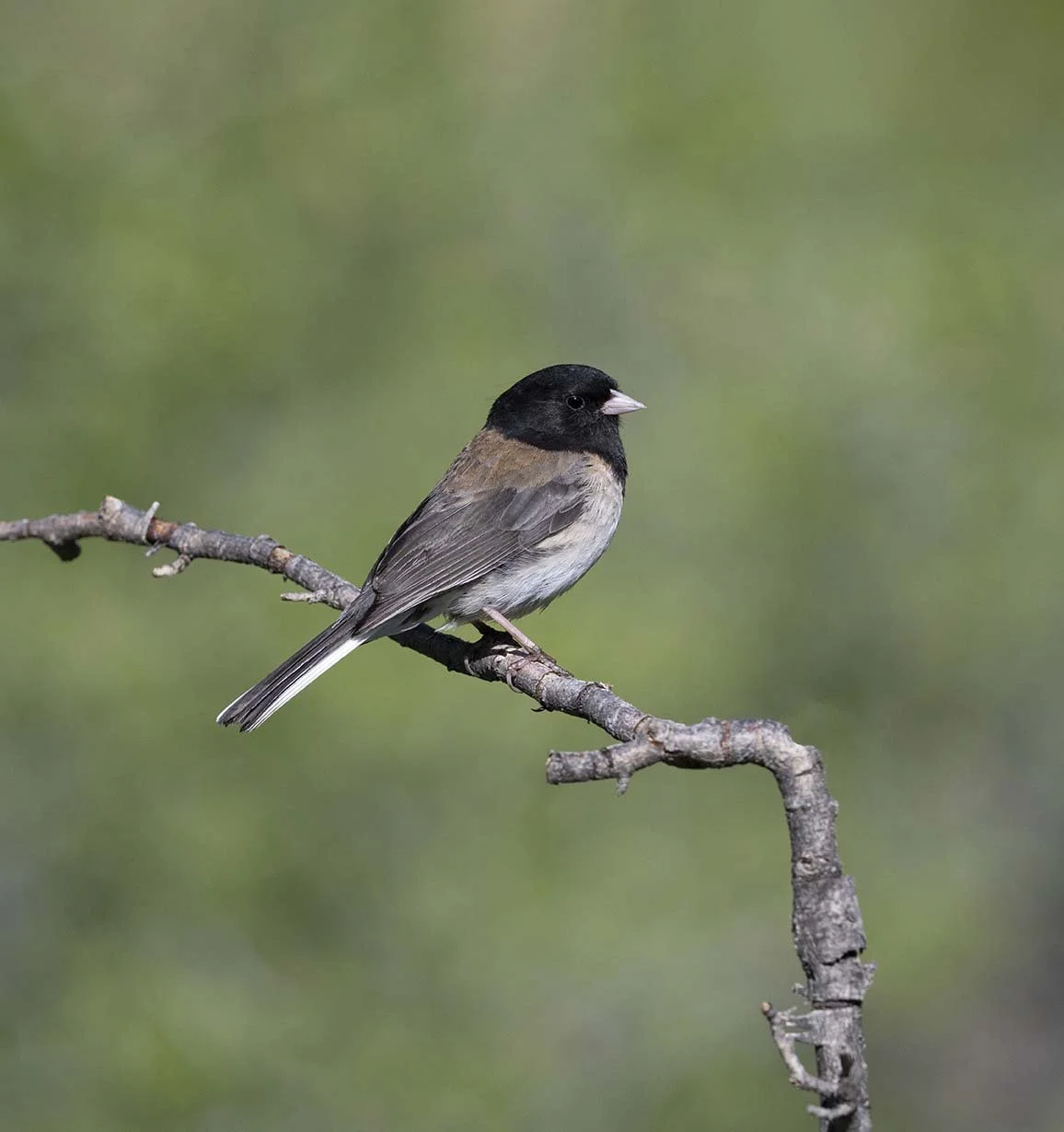 Dark-eyed_Junco_Z093699.JPG