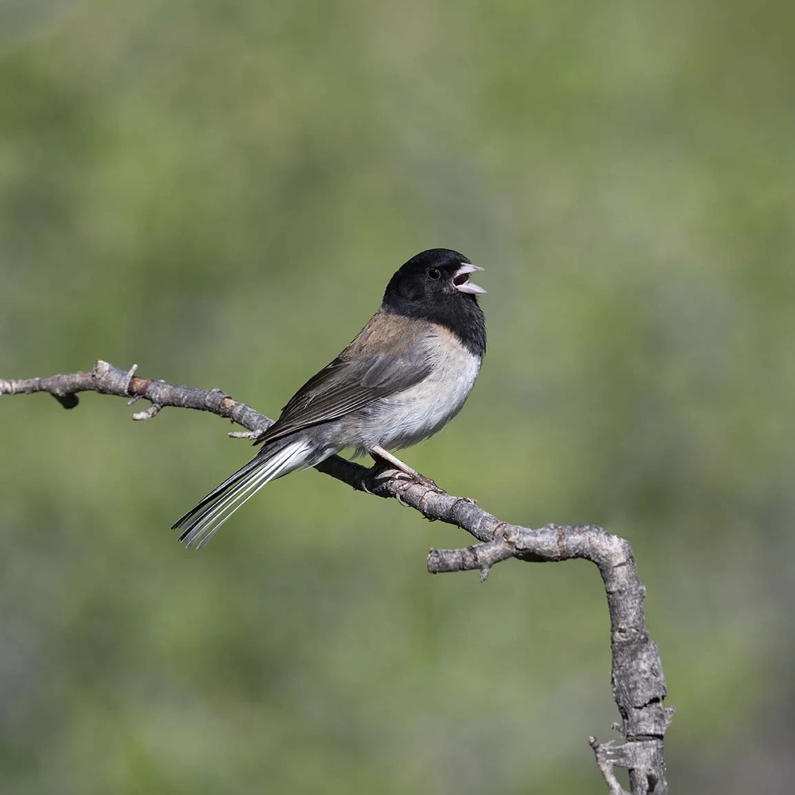 Dark-eyed_Junco_Z093743.JPG
