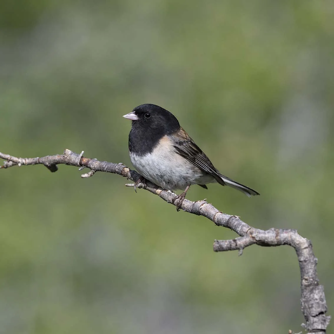 Dark-eyed_Junco_Z093754.JPG