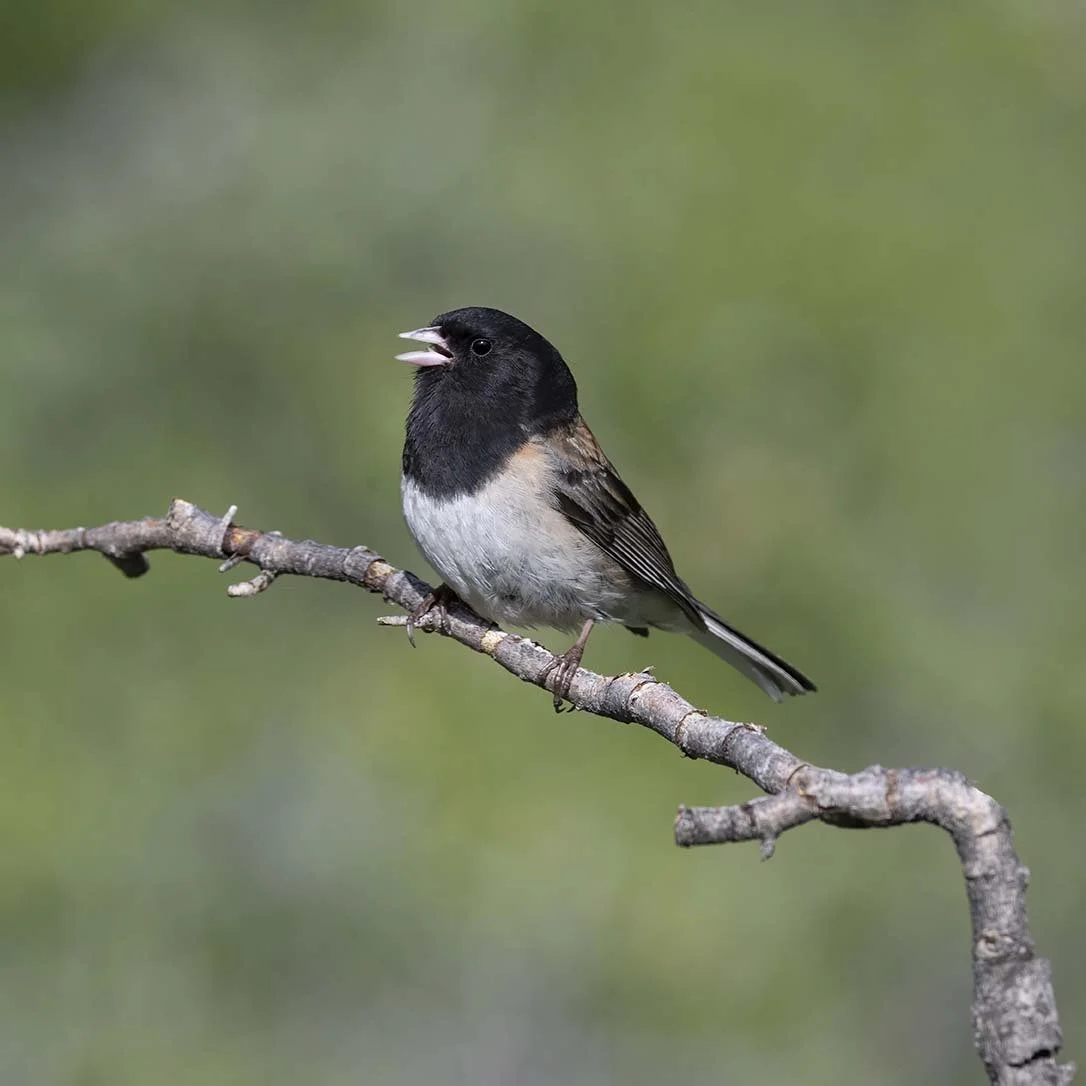 Dark-eyed_Junco_Z093781.JPG