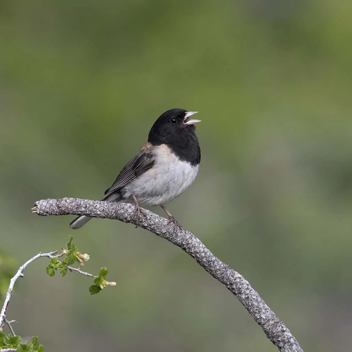 Dark-eyed_Junco_Z093826.JPG