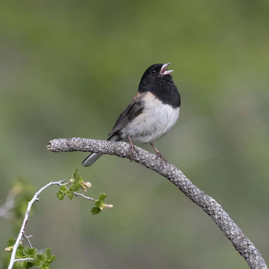 Dark-eyed_Junco_Z093830.JPG