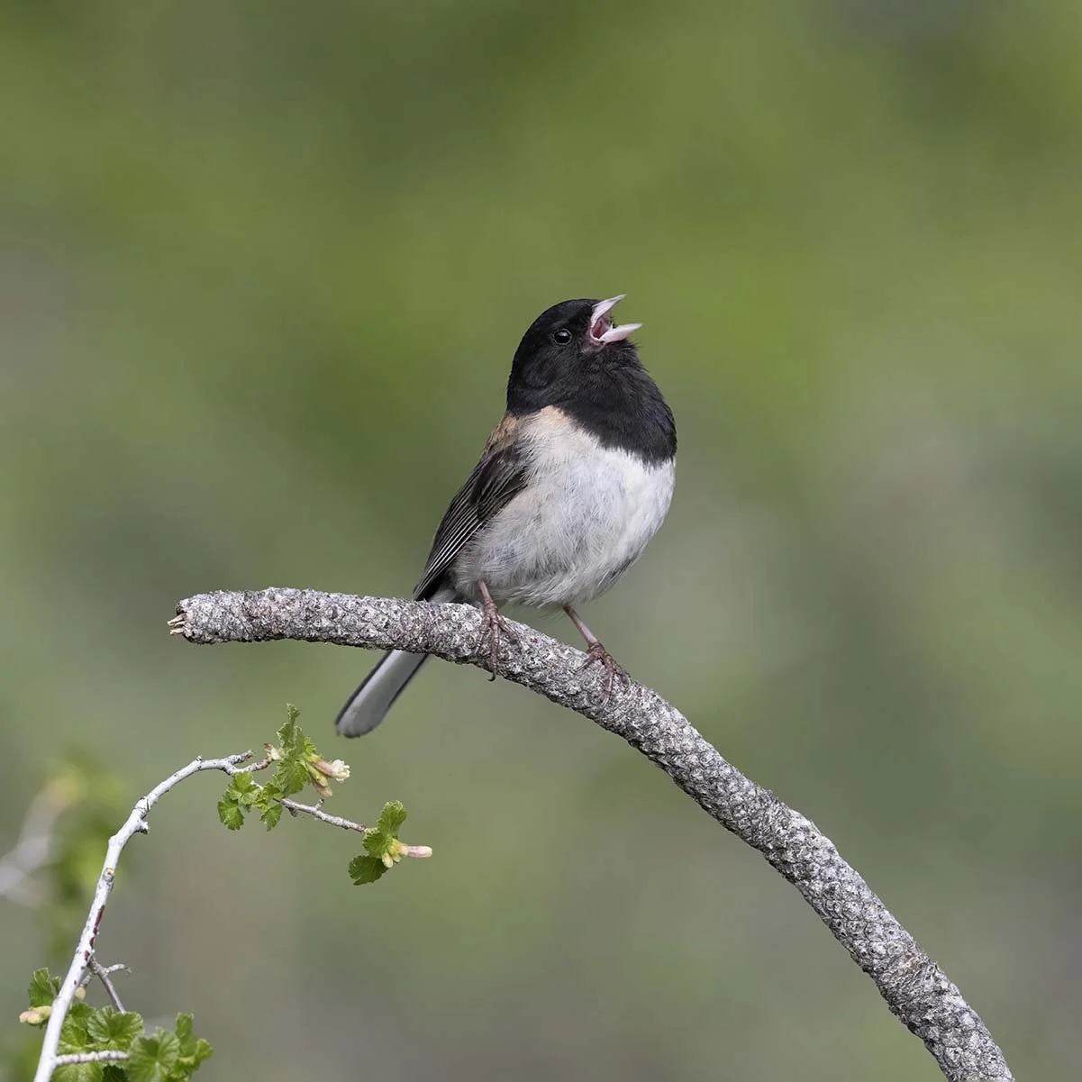 Dark-eyed_Junco_Z093844.JPG