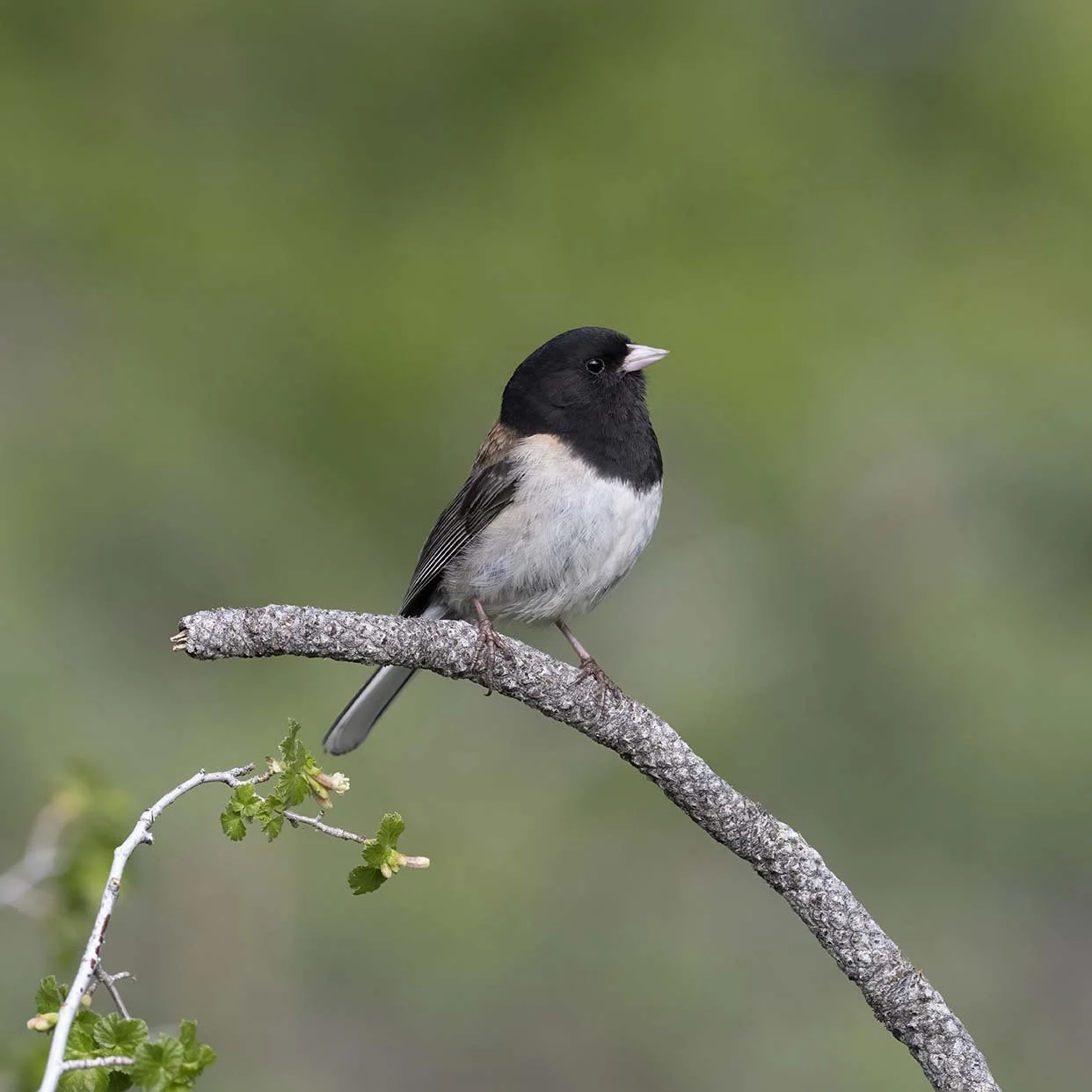 Dark-eyed_Junco_Z093858.JPG