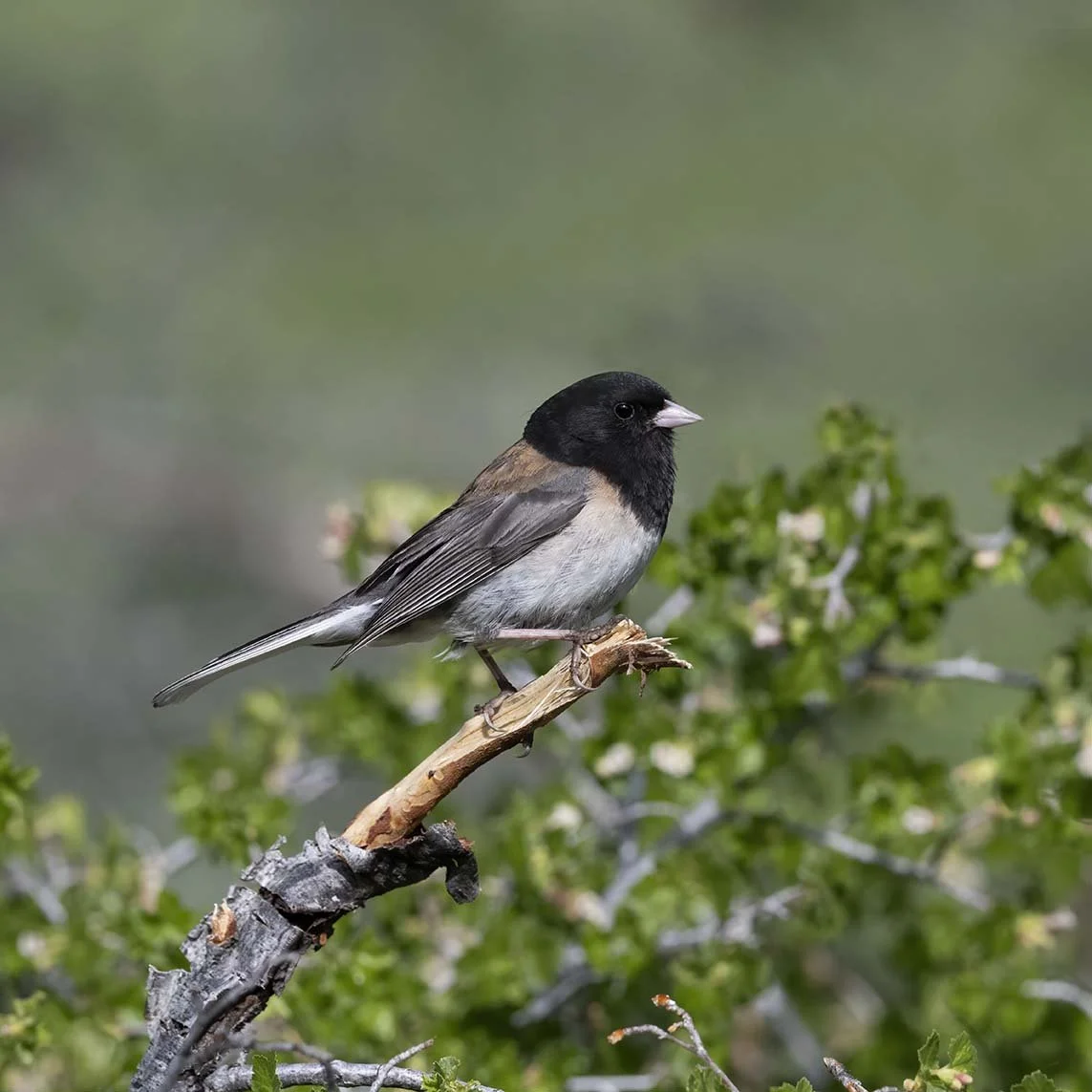Dark-eyed_Junco_Z093883.JPG