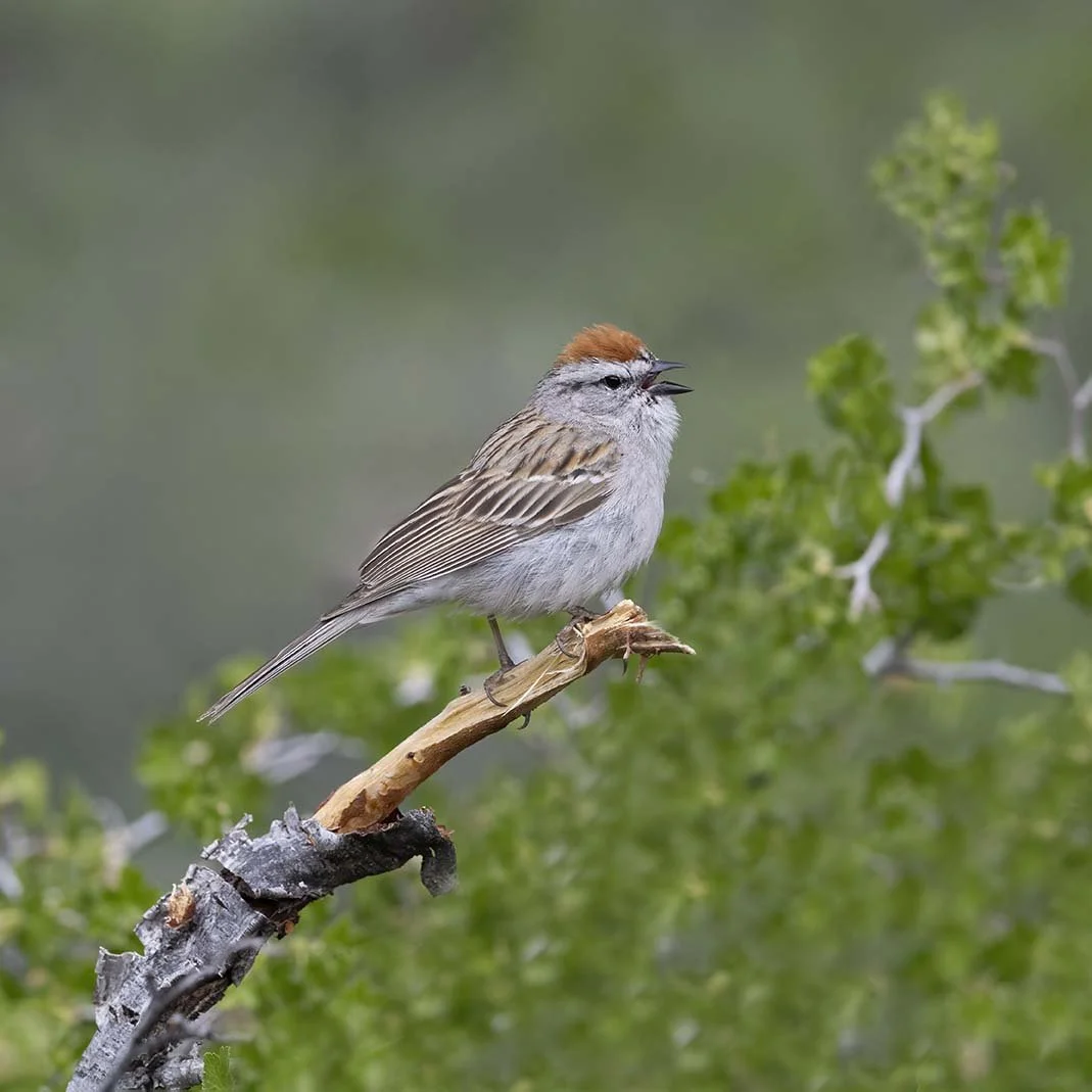 Chipping_Sparrow_Z094011.JPG