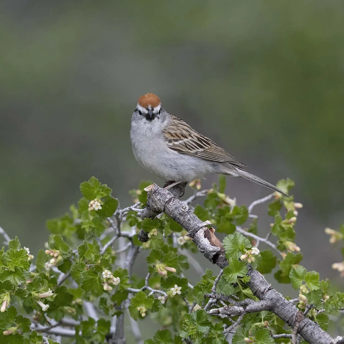 Chipping_Sparrow_Z094033.JPG