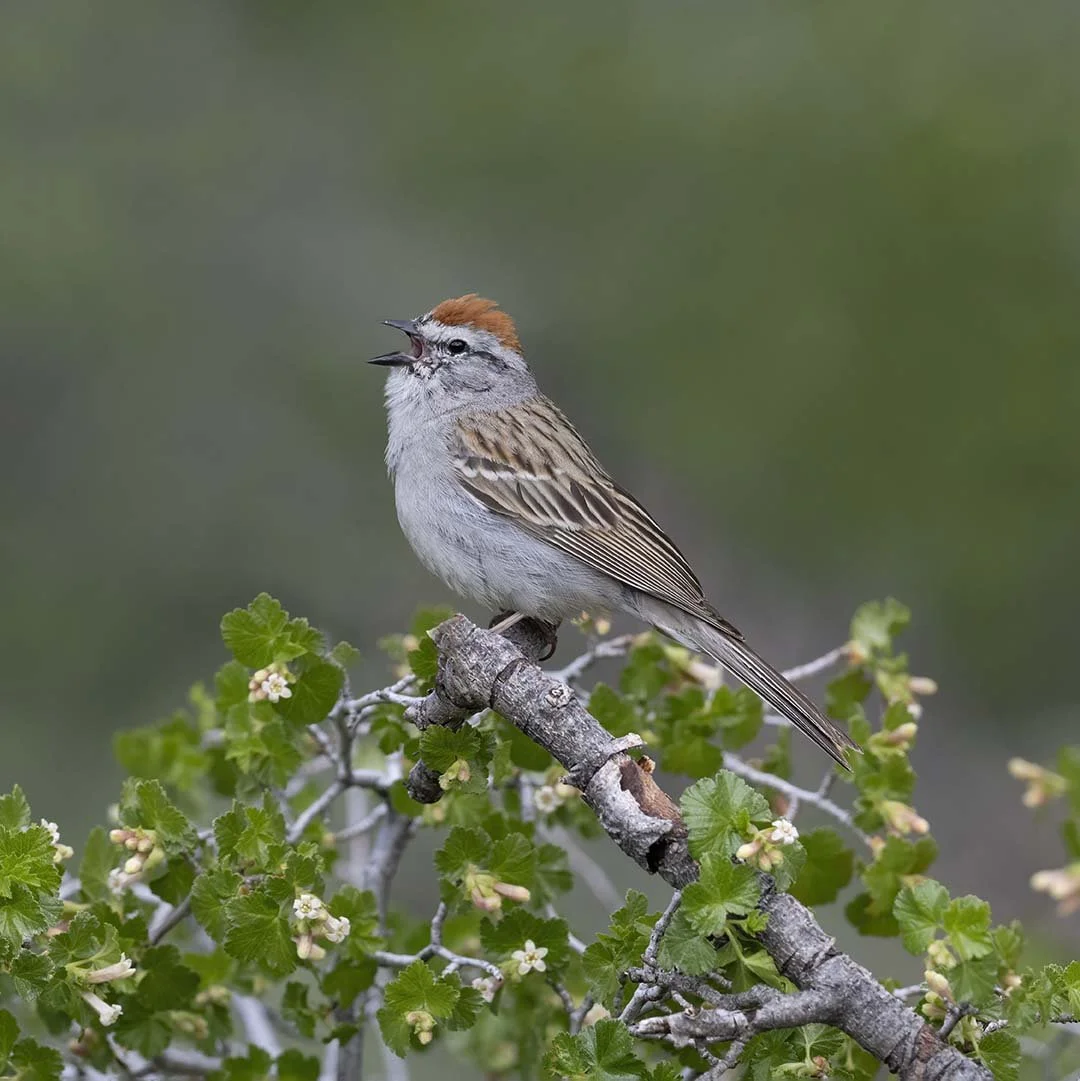 Chipping_Sparrow_Z094040.JPG