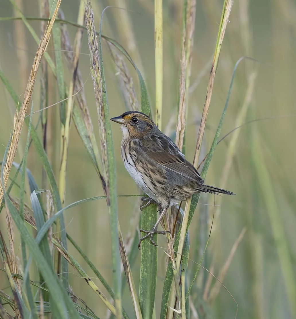 Great Bay Blvd, Wildlife Management Area  Tuckerton, NJ  September 12, 2023