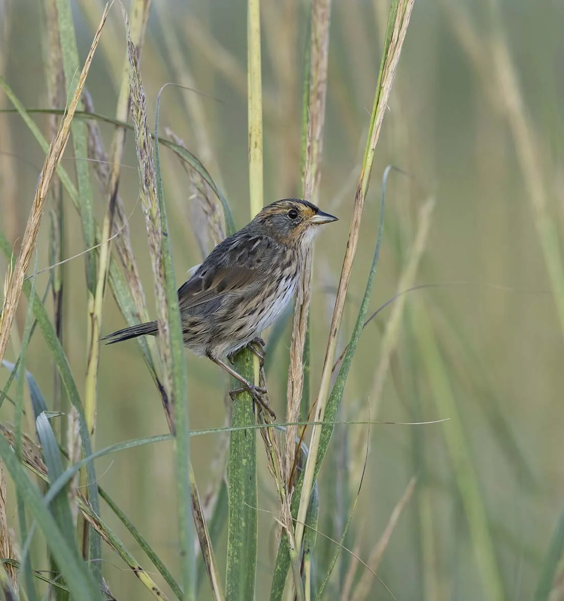 Saltmarsh_Sparrow_Z097756.JPG