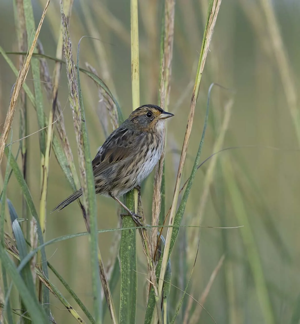 Saltmarsh_Sparrow_Z097804.JPG