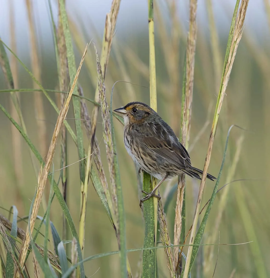 Saltmarsh_Sparrow_Z097823.JPG