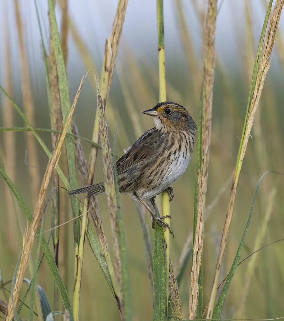 Saltmarsh_Sparrow_Z097835.JPG