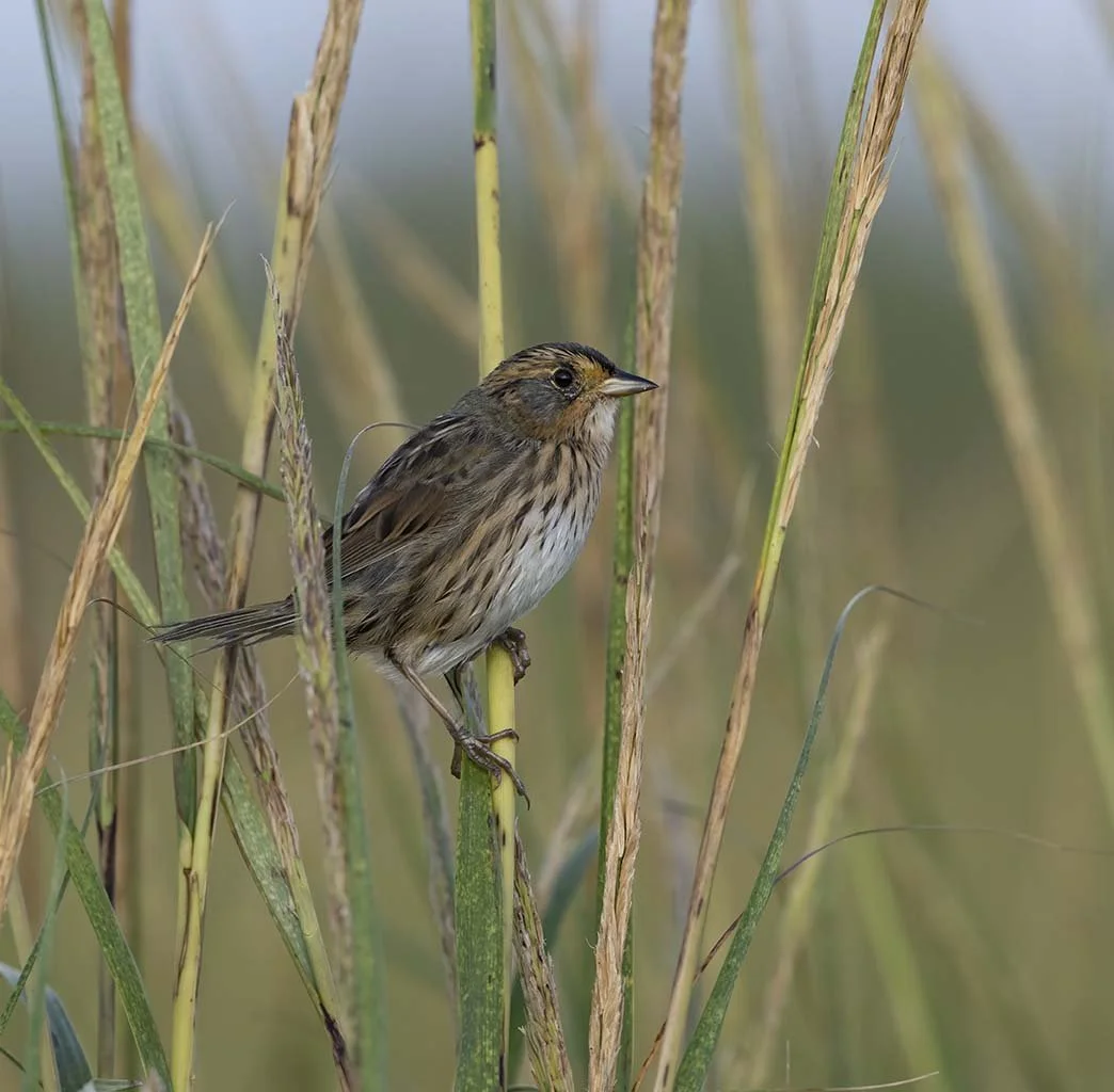 Saltmarsh_Sparrow_Z097840.JPG