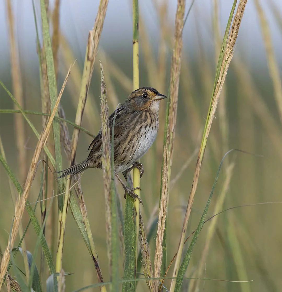 Saltmarsh_Sparrow_Z097857.JPG