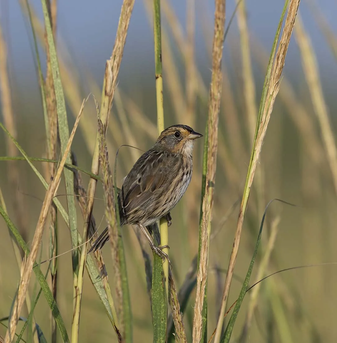 Saltmarsh_Sparrow_Z097882.JPG