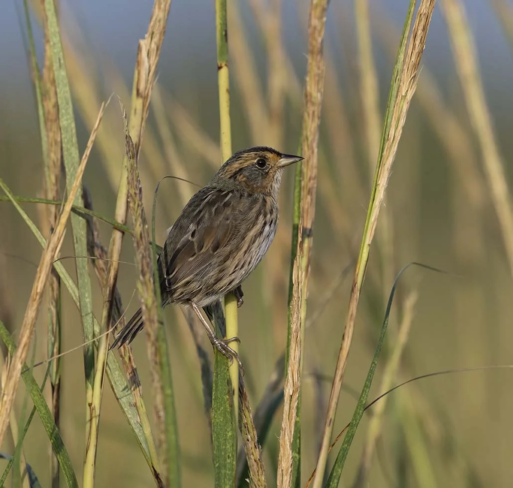 Saltmarsh_Sparrow_Z097883.JPG