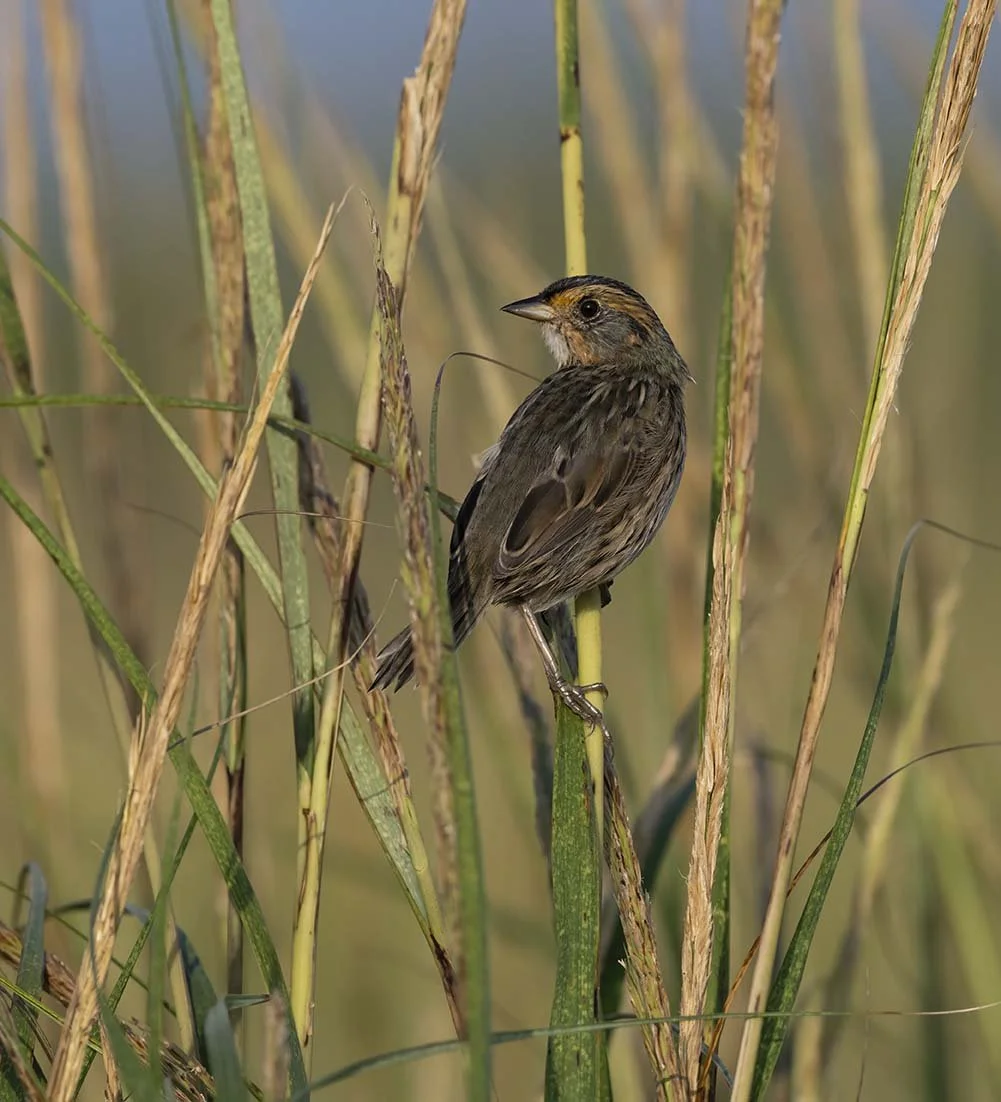 Saltmarsh_Sparrow_Z097885.JPG