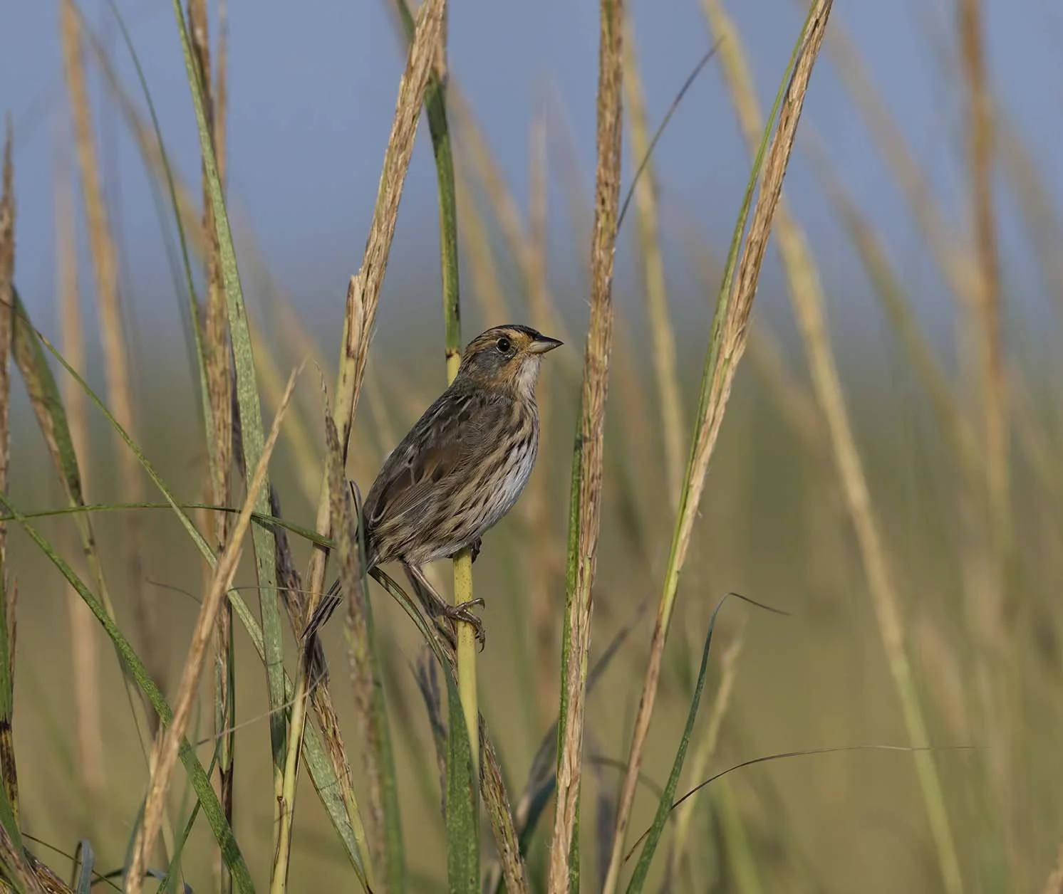 Saltmarsh_Sparrow_Z097895.JPG