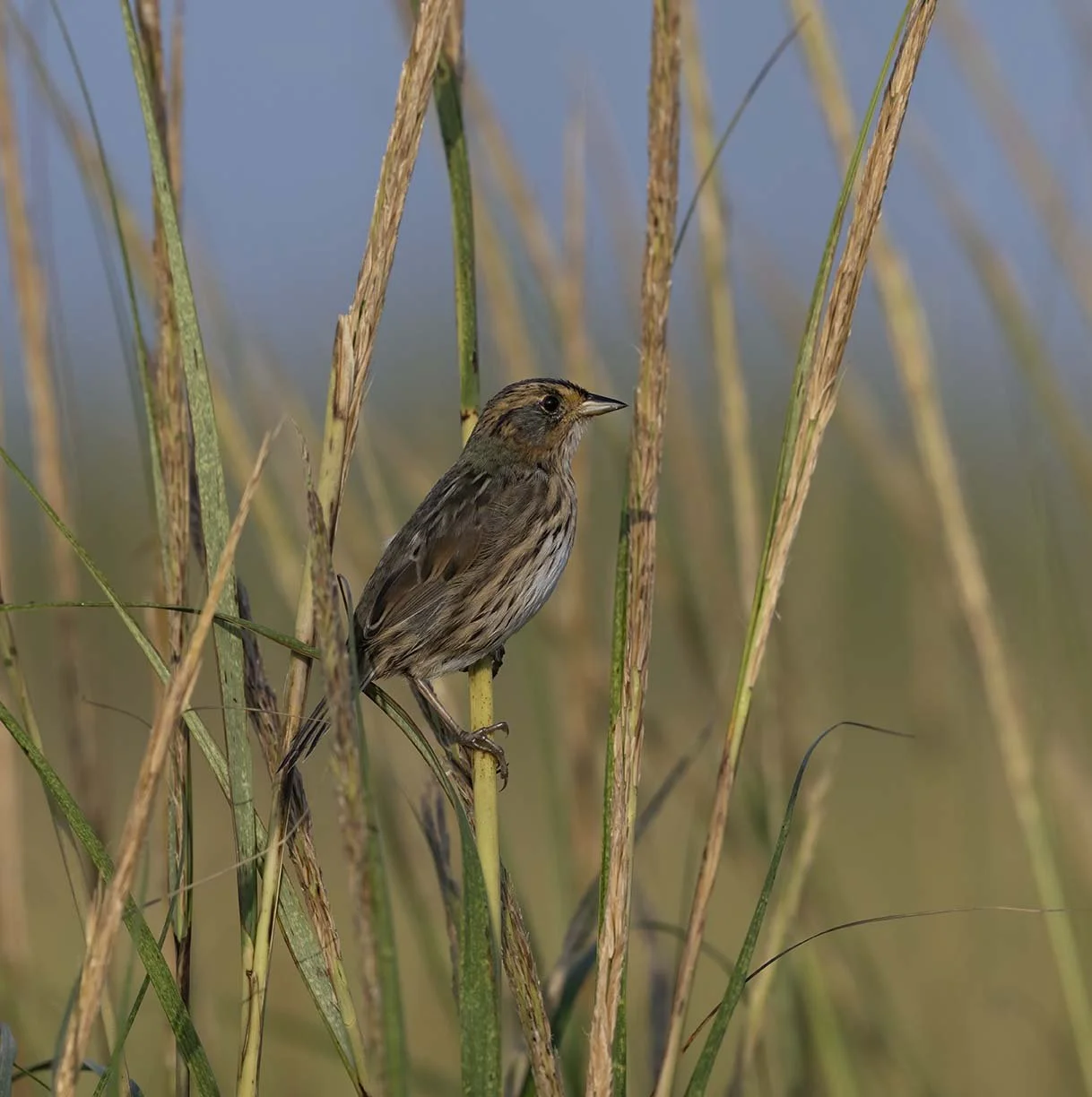 Saltmarsh_Sparrow_Z097896.JPG