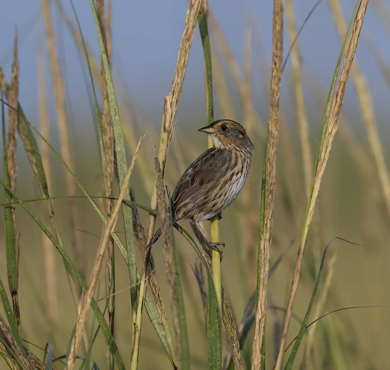 Saltmarsh_Sparrow_Z097903.JPG