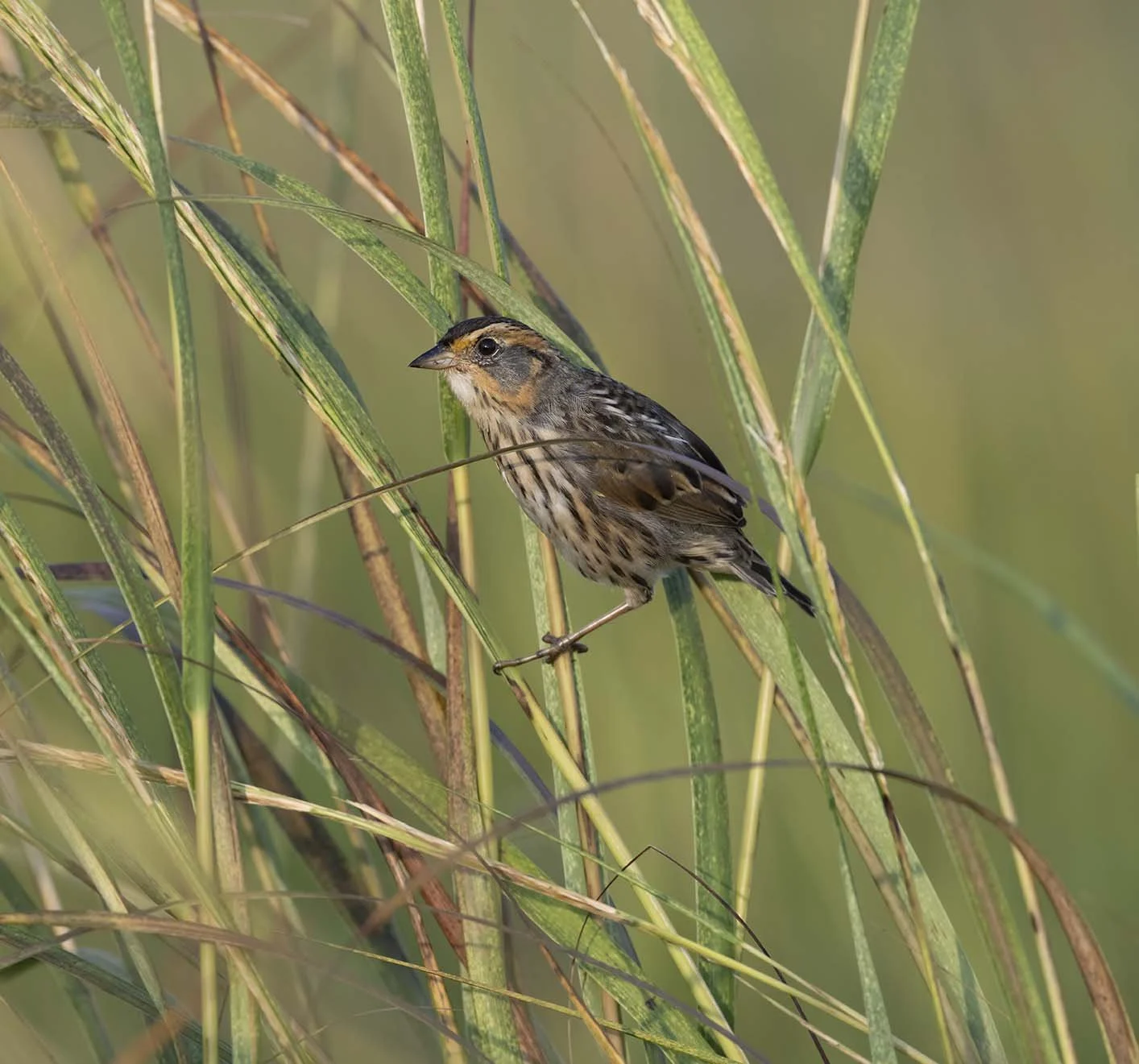 Saltmarsh_Sparrow_Z097937.JPG
