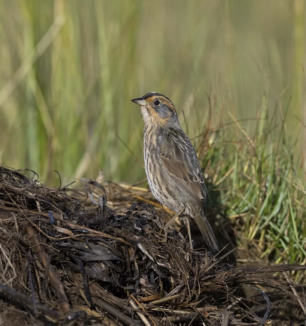 Saltmarsh_Sparrow_Z099189.JPG