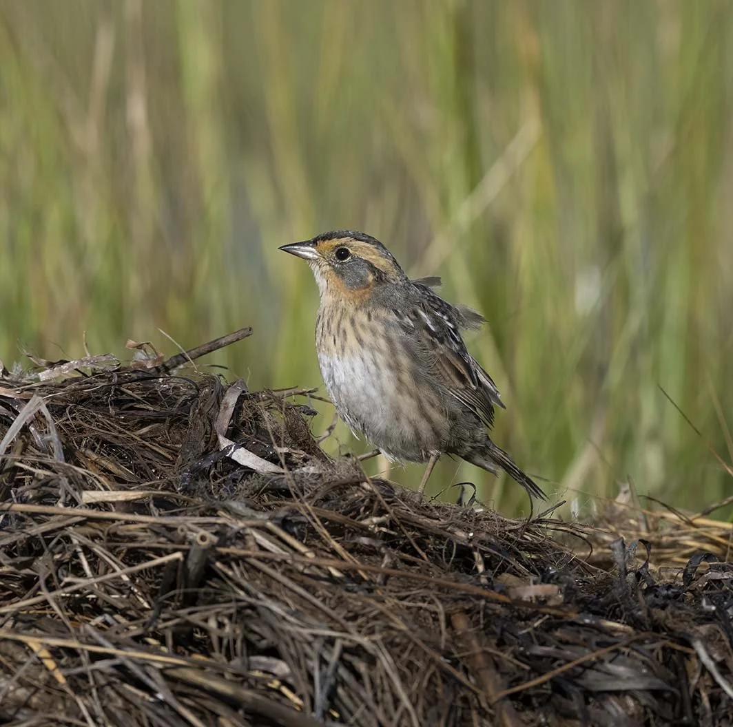 Saltmarsh_Sparrow_Z099209.JPG