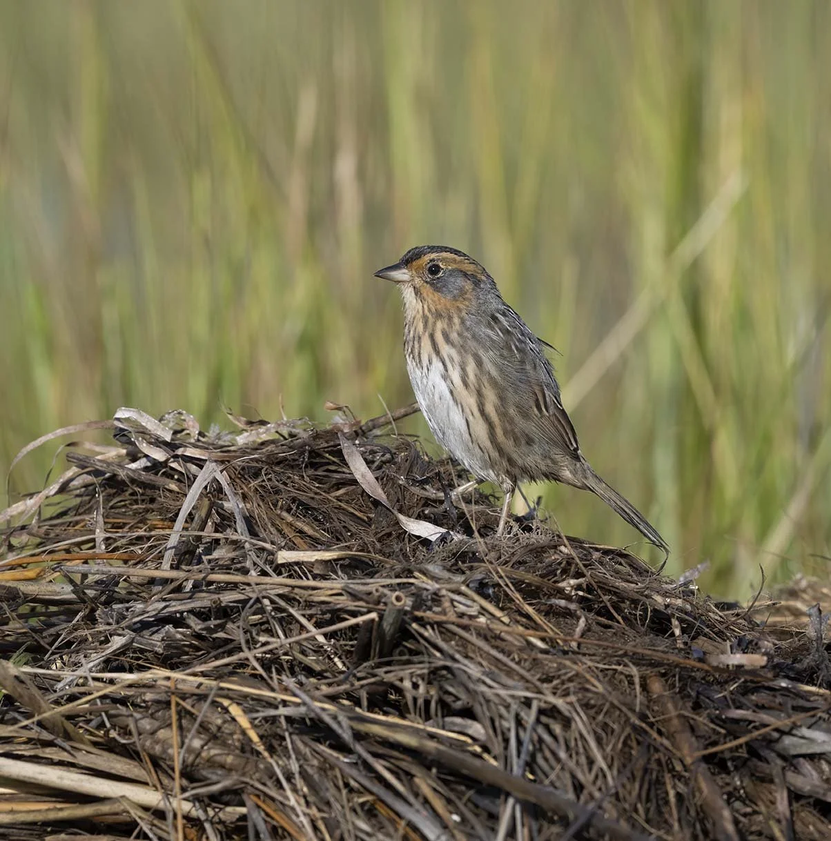 Saltmarsh_Sparrow_Z099242.JPG