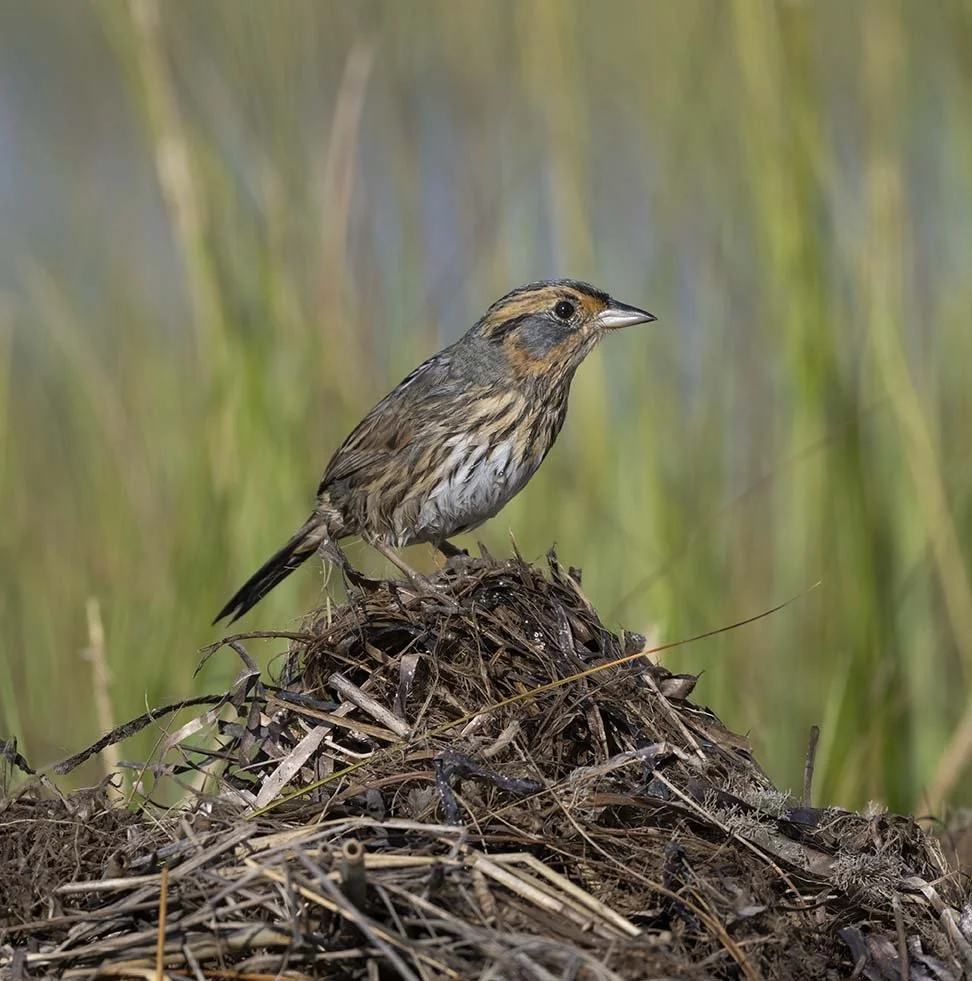 Saltmarsh_Sparrow_Z099371.JPG