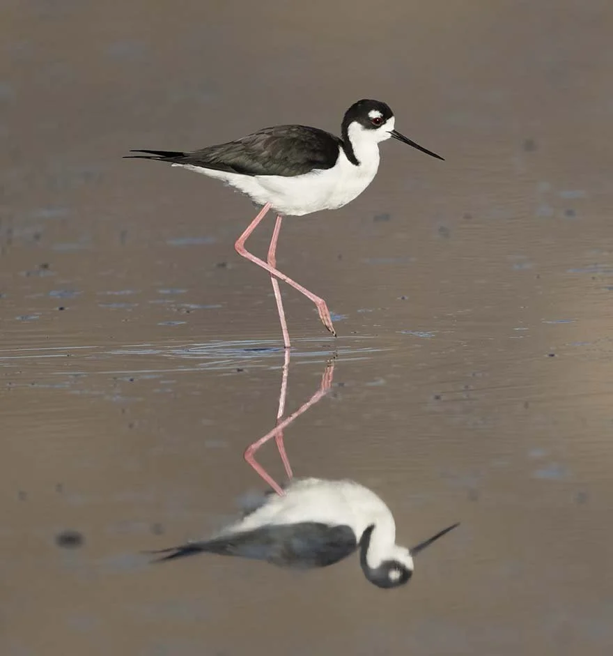 Black-neck_Stilt_Z090158.JPG