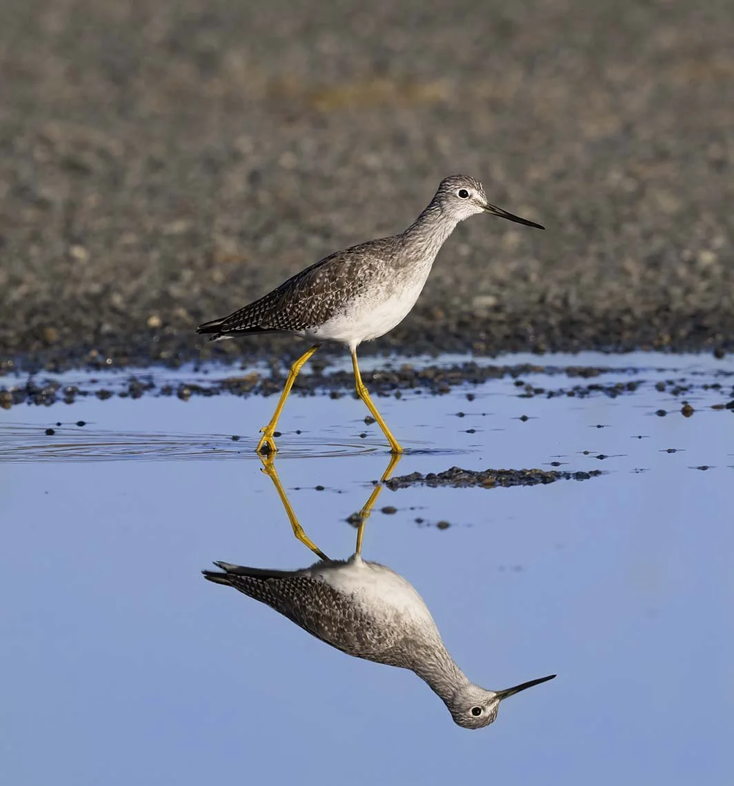 Greater_Yellowlegs_Z090222.JPG