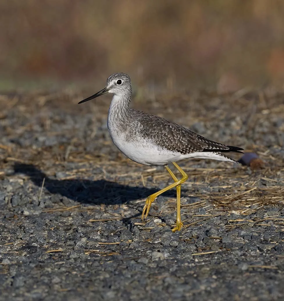 Greater_Yellowlegs_Z090259.JPG