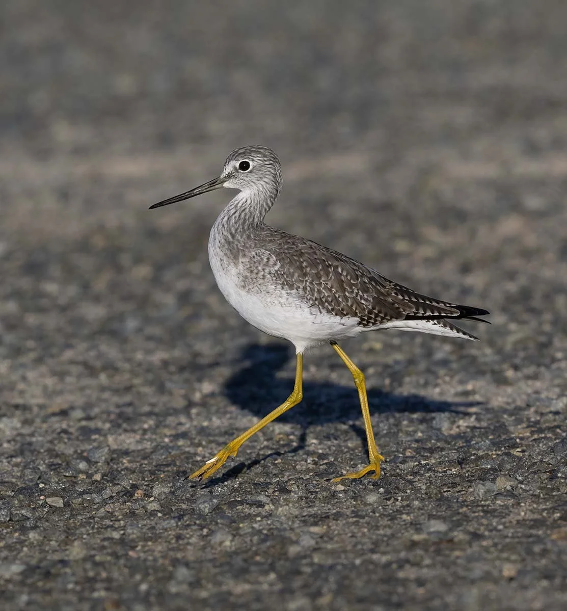 Greater_Yellowlegs_Z090269.JPG