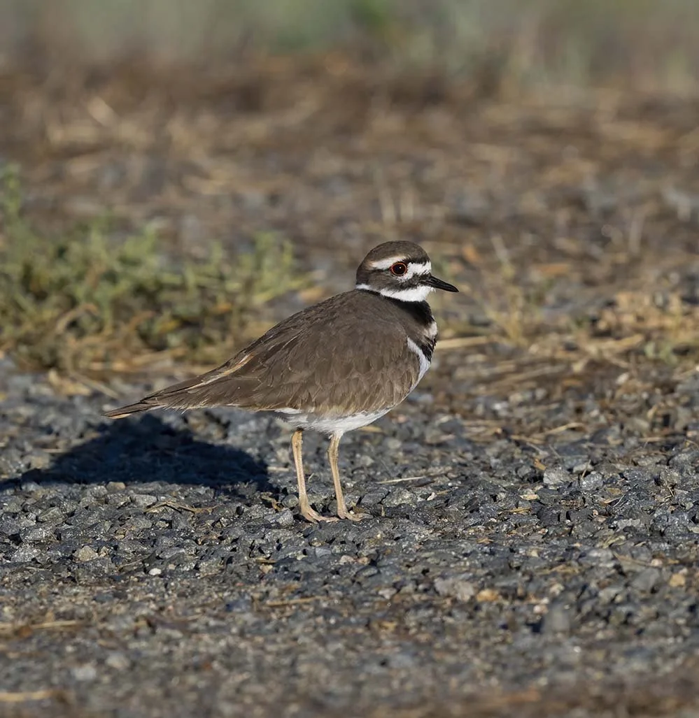 Killdeer_Z090276.JPG