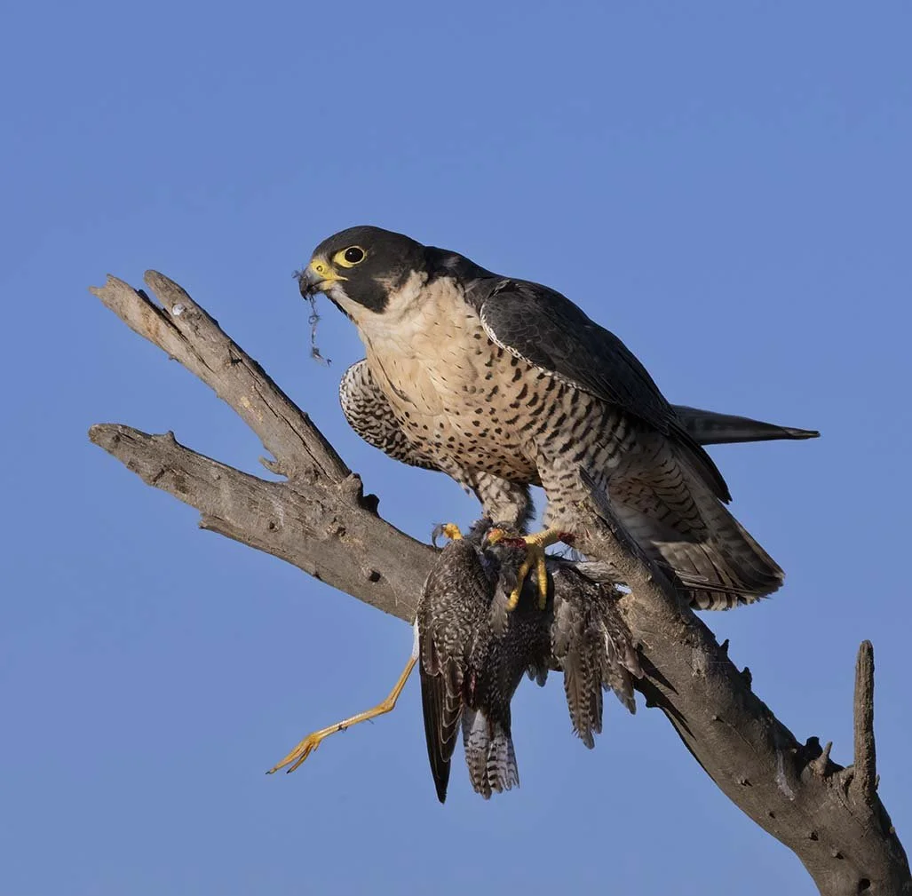 Prairie_Falcon_Z090459.JPG