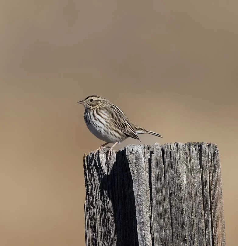 Savannah_Sparrow_Z090549.JPG