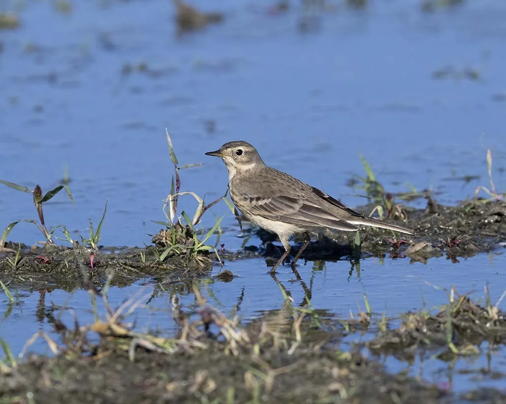 American_Pipit_Z090643.JPG